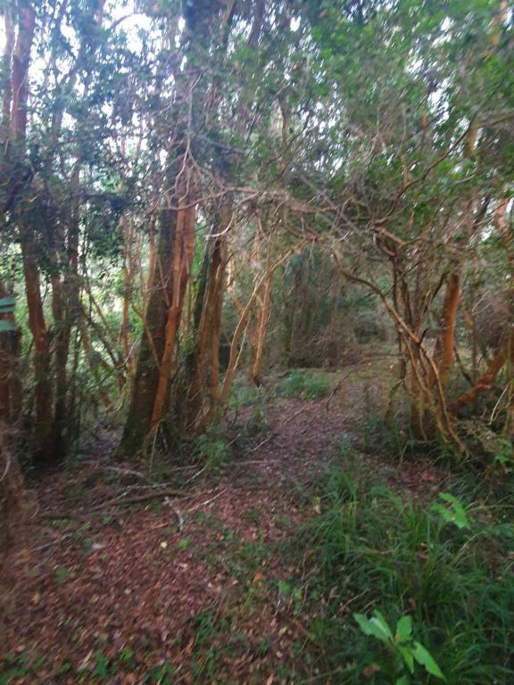 Casa de férias Entre Arrayanes Y Copihues Selva Valdiviana *