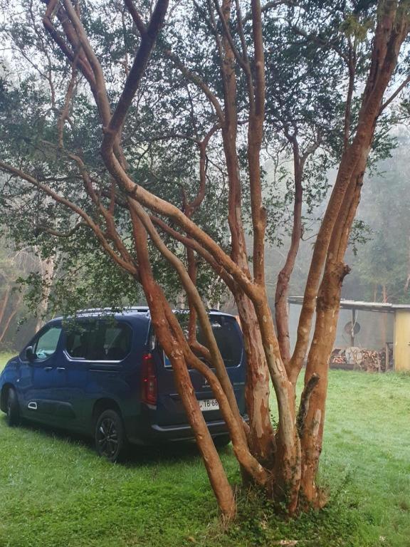 Entre Arrayanes Y Copihues Selva Valdiviana Casa de férias